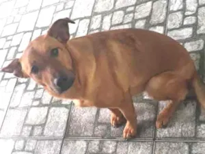 Cachorro raça Pastor alemão com labrador idade 2 anos nome Lua