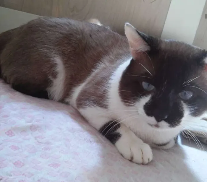 Gato ra a Srd idade 5 anos nome Fredy