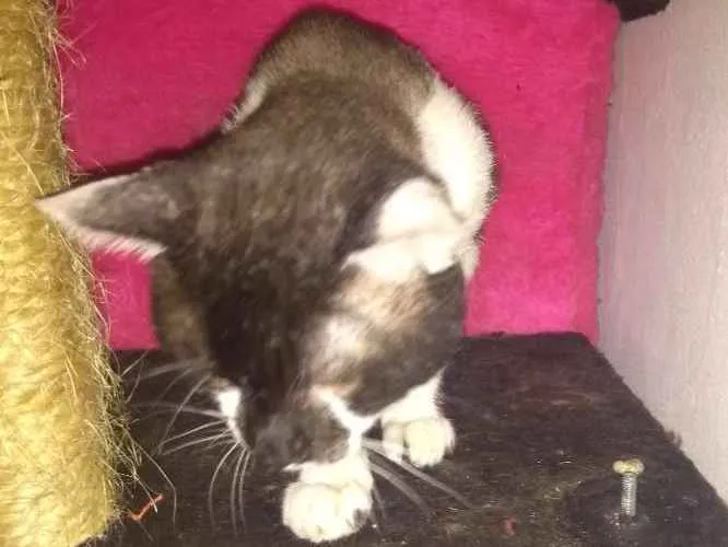 Gato ra a Srd idade 5 anos nome Fredy