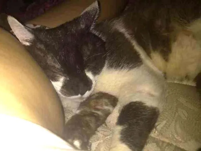 Gato ra a Srd idade 5 anos nome Fredy