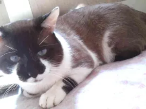Gato raça Srd idade 5 anos nome Fredy
