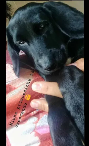 Cachorro raça Koquer com pastor alemã idade 2 a 6 meses nome Amora