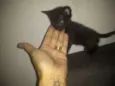 Princesa