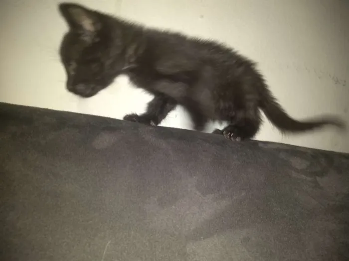 Gato ra a Srd idade 1 ano nome Princesa
