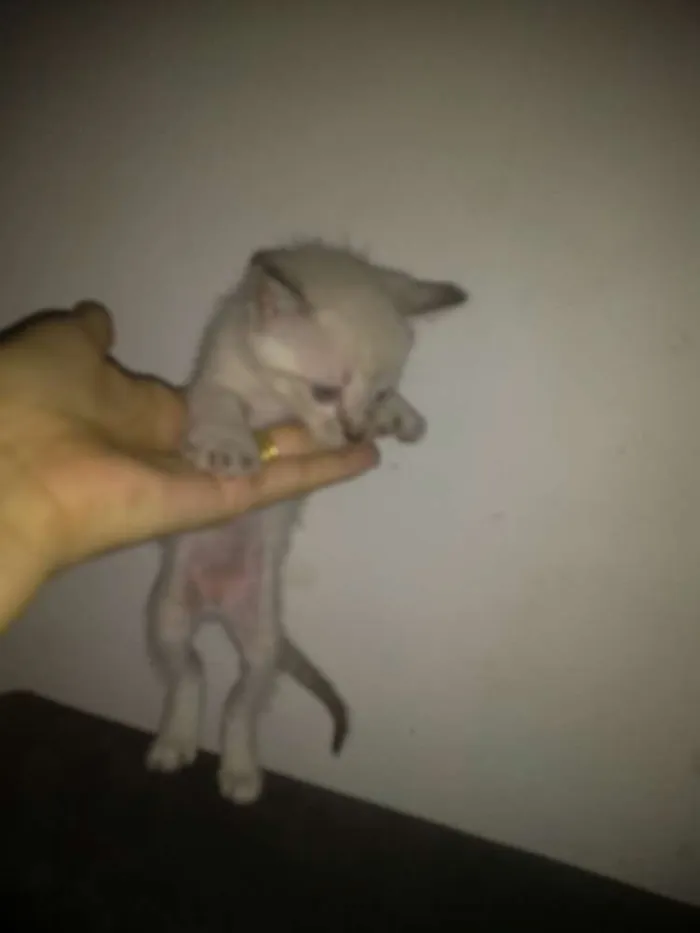Gato ra a Srd idade 1 ano nome Princesa