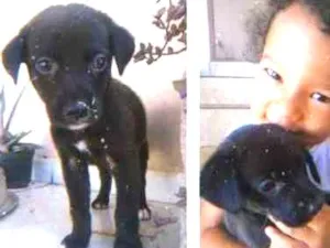 Cachorro raça sem raça idade 2 a 6 meses nome Cachorro
