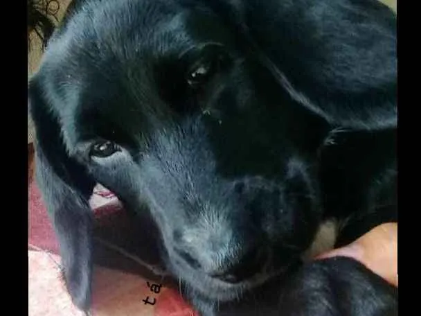 Cachorro raça Koquer com pastor alemã idade 2 a 6 meses nome Amora