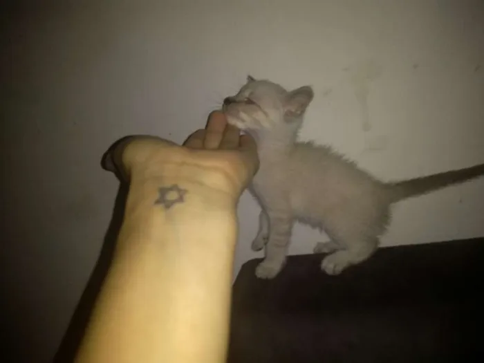 Gato ra a Srd idade 1 ano nome Princesa