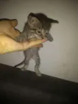 Princesa
