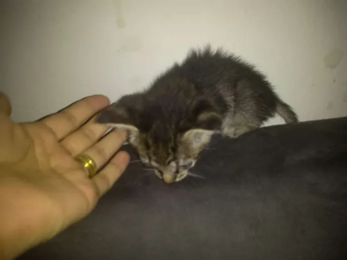Gato ra a Srd idade 1 ano nome Princesa