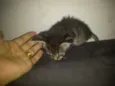 Princesa