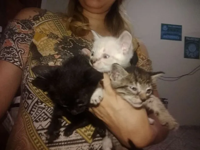Gato ra a Srd idade 1 ano nome Princesa
