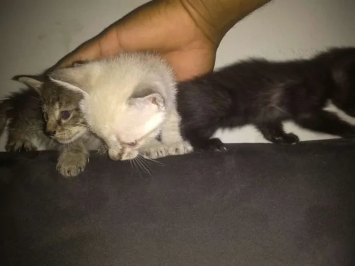 Gato ra a Srd idade 1 ano nome Princesa