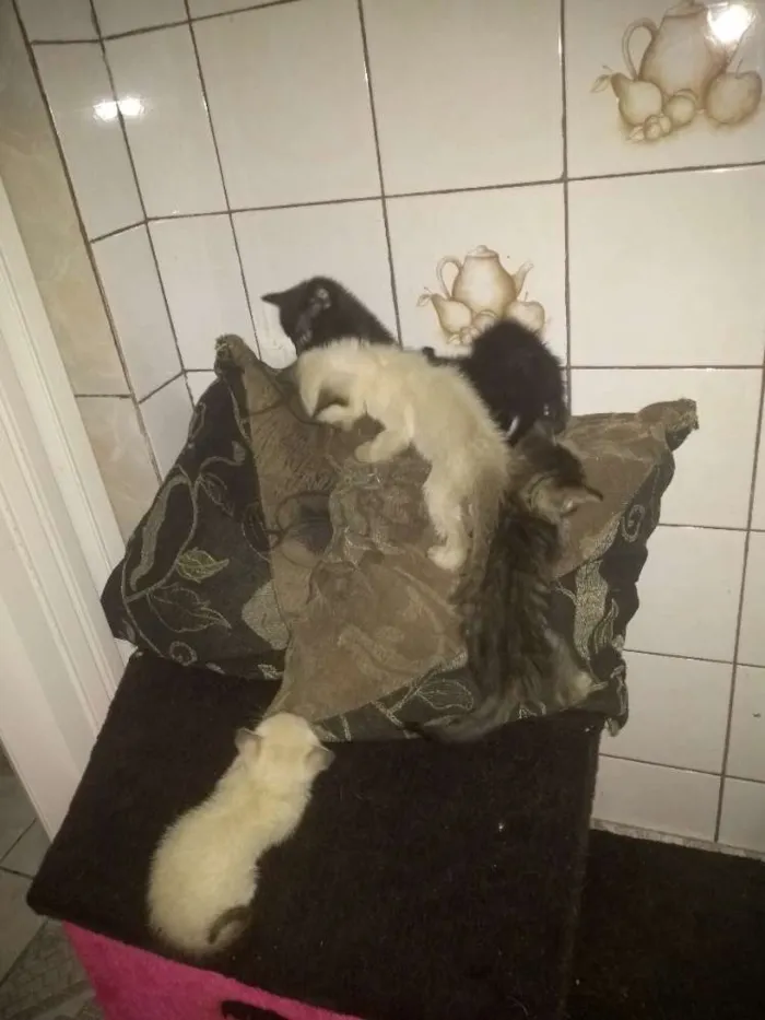 Gato ra a Srd idade 1 ano nome Princesa