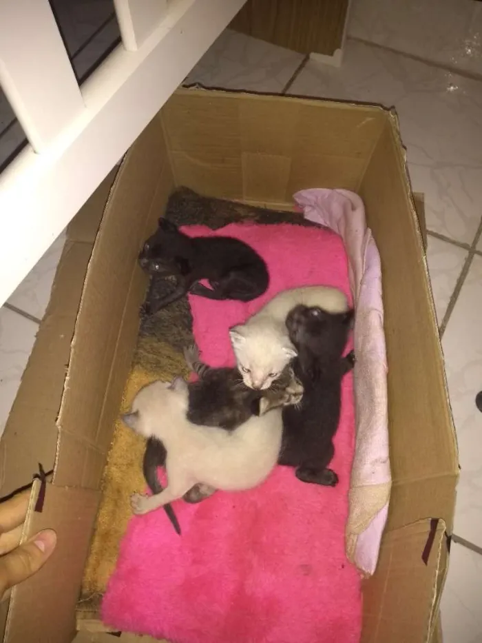 Gato ra a Srd idade 1 ano nome Princesa