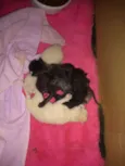 Princesa