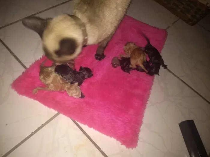 Gato ra a Srd idade 1 ano nome Princesa