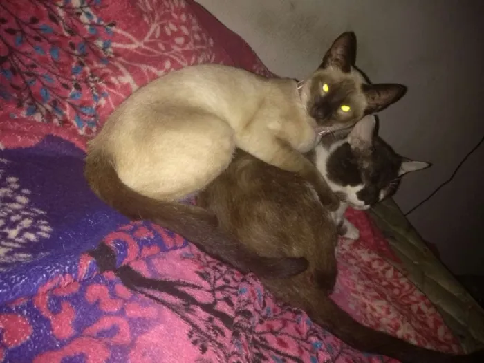 Gato ra a Srd idade 1 ano nome Princesa