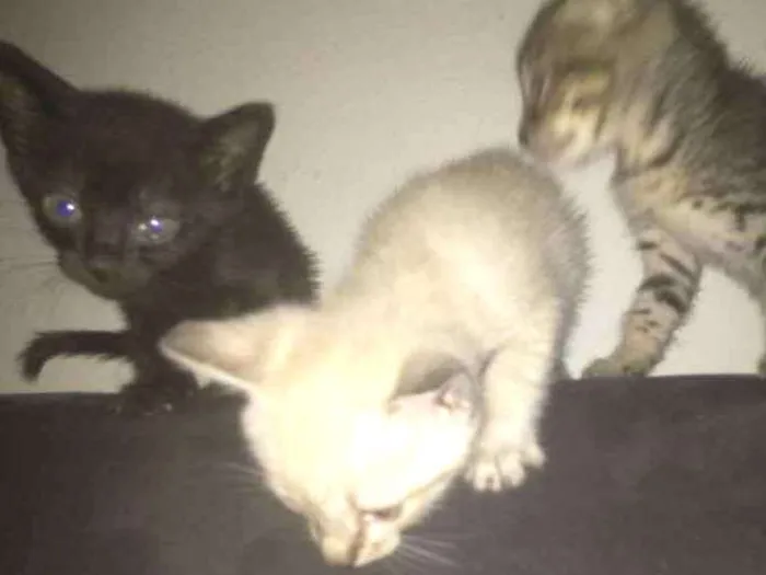 Gato ra a Srd idade 1 ano nome Princesa