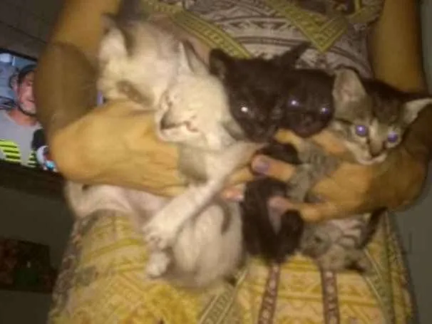 Gato ra a Srd idade 1 ano nome Princesa