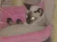 Princesa