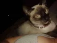 Princesa