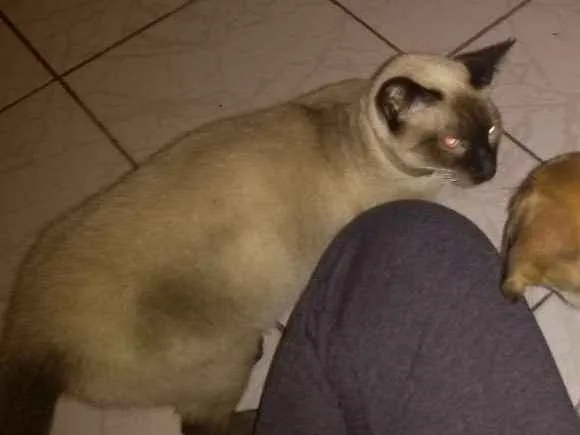 Gato ra a Srd idade 1 ano nome Princesa