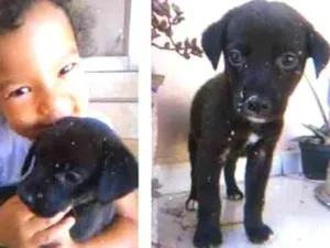 Cachorro raça sem raça idade 2 a 6 meses nome Cachorro
