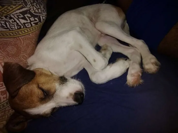 Cachorro ra a Srd idade 2 a 6 meses nome Mylon