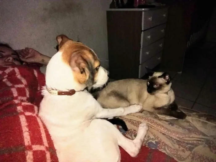 Cachorro ra a Srd idade 2 a 6 meses nome Mylon