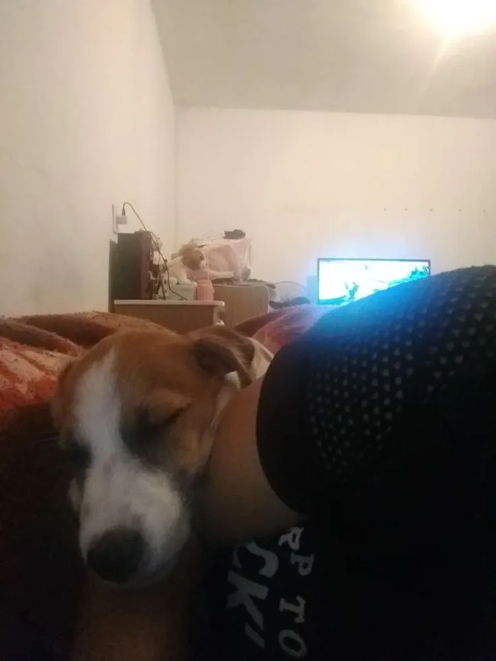 Cachorro ra a Srd idade 2 a 6 meses nome Mylon