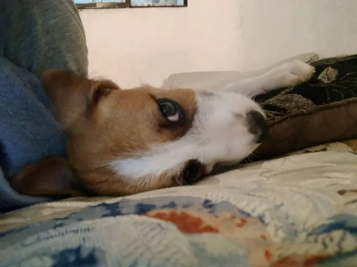 Cachorro ra a Srd idade 2 a 6 meses nome Mylon