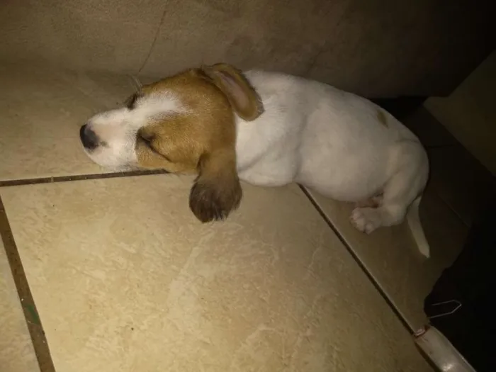 Cachorro ra a Srd idade 2 a 6 meses nome Mylon