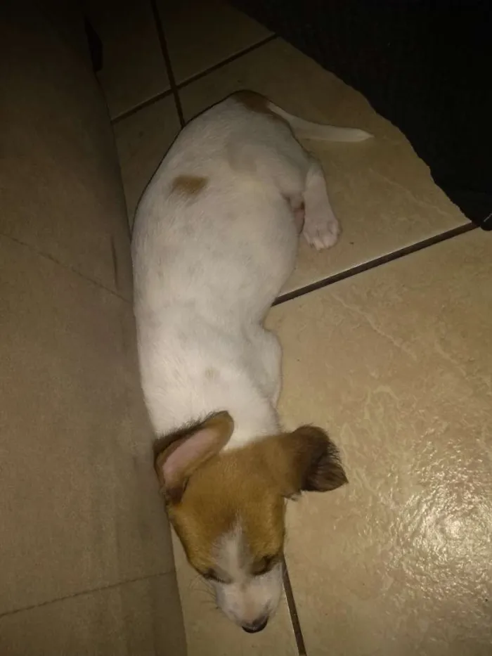 Cachorro ra a Srd idade 2 a 6 meses nome Mylon