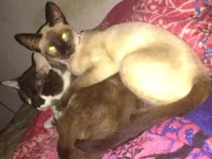 Gato raça Srd idade 1 ano nome Princesa
