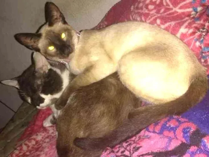 Gato ra a Srd idade 1 ano nome Princesa