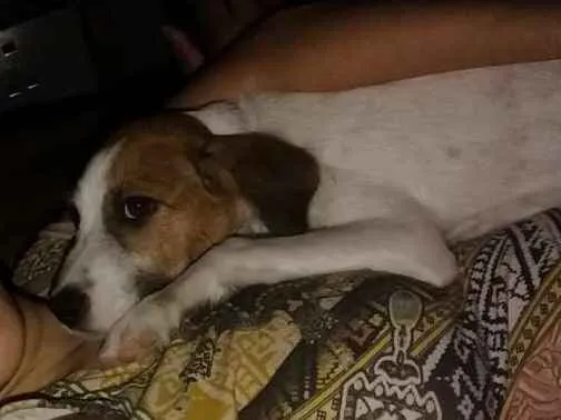 Cachorro ra a Srd idade 2 a 6 meses nome Mylon