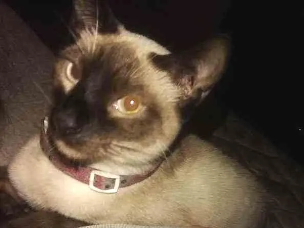 Gato ra a Srd idade 1 ano nome Princesa