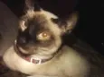 Princesa