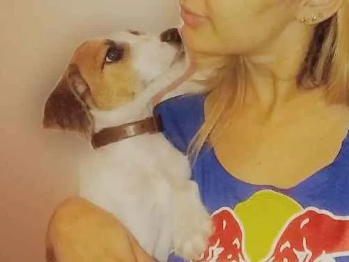 Cachorro ra a Srd idade 2 a 6 meses nome Mylon