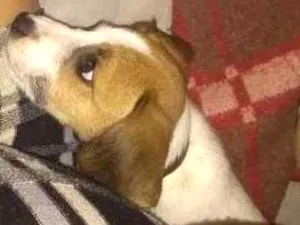 Cachorro raça Srd idade 2 a 6 meses nome Mylon