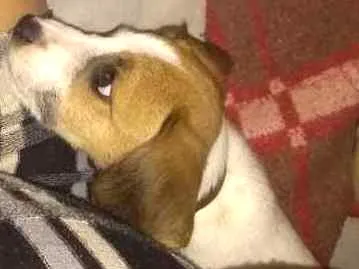 Cachorro ra a Srd idade 2 a 6 meses nome Mylon
