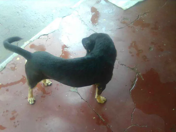 Cachorro ra a Pardo idade  nome Espaique 