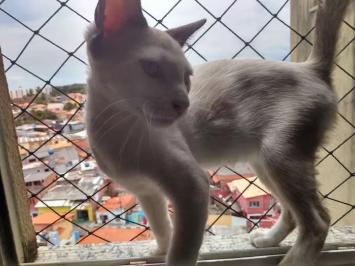 Gato raça S.R.D idade 2 a 6 meses nome -------
