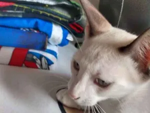 Gato raça S.R.D idade 2 a 6 meses nome -------