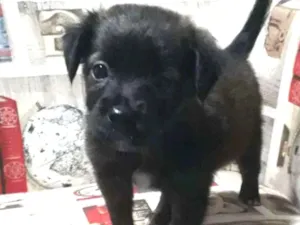 Cachorro raça Vira-lata  idade Abaixo de 2 meses nome Sem nome 