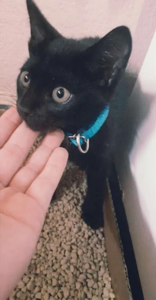 Gato raça Não sei  idade 2 a 6 meses nome Billy