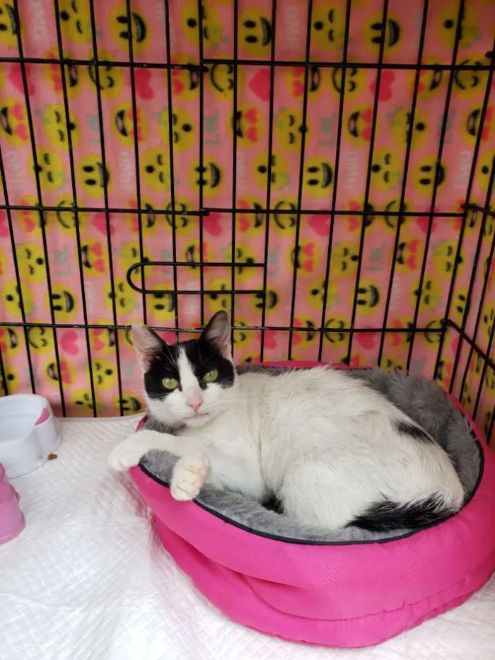 Gato ra a SRD idade 7 a 11 meses nome Veridiana