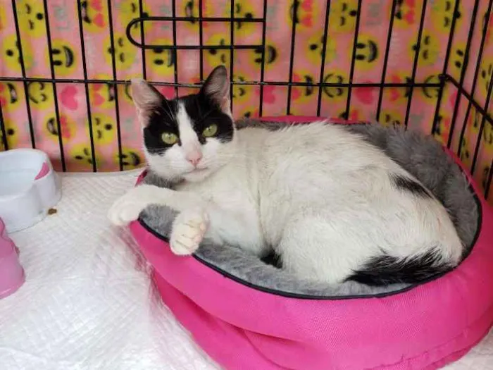 Gato ra a SRD idade 7 a 11 meses nome Veridiana