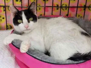 Gato raça SRD idade 7 a 11 meses nome Veridiana
